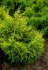 JUNIPERUS CHINENSIS ''KURIWAO GOLD''